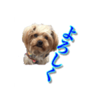 可愛い仔犬愛（個別スタンプ：5）
