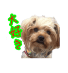 可愛い仔犬愛（個別スタンプ：6）