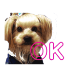 可愛い仔犬愛（個別スタンプ：7）