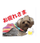 可愛い仔犬愛（個別スタンプ：8）