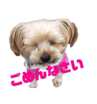 可愛い仔犬愛（個別スタンプ：9）