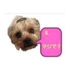 可愛い仔犬愛（個別スタンプ：10）