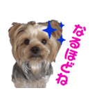 可愛い仔犬愛（個別スタンプ：11）