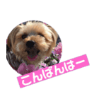 可愛い仔犬愛（個別スタンプ：12）