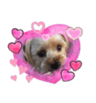可愛い仔犬愛（個別スタンプ：13）