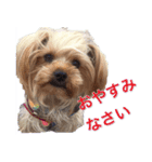 可愛い仔犬愛（個別スタンプ：14）