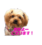 可愛い仔犬愛（個別スタンプ：15）