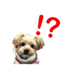 可愛い仔犬愛（個別スタンプ：16）