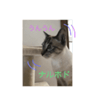 ネコたちの可愛い返事シリーズその1（個別スタンプ：3）