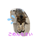 ネコたちの可愛い返事シリーズその1（個別スタンプ：6）