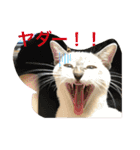 ネコたちの可愛い返事シリーズその1（個別スタンプ：9）