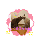 ネコたちの可愛い返事シリーズその1（個別スタンプ：10）