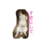 ネコたちの可愛い返事シリーズその1（個別スタンプ：11）