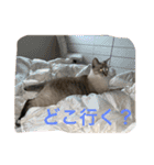 ネコたちの可愛い返事シリーズその1（個別スタンプ：12）