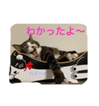 ネコたちの可愛い返事シリーズその1（個別スタンプ：14）