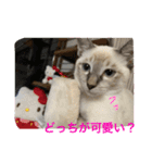 ネコたちの可愛い返事シリーズその1（個別スタンプ：20）