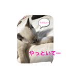 ネコたちの可愛い返事シリーズその1（個別スタンプ：23）