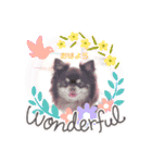 チワワのチョコちゃん②（個別スタンプ：1）