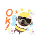 チワワのチョコちゃん②（個別スタンプ：6）