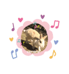 チワワのチョコちゃん②（個別スタンプ：22）