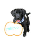 黒ラブラドールの日常に使える‼（個別スタンプ：1）