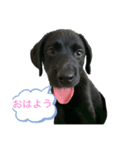 黒ラブラドールの日常に使える‼（個別スタンプ：2）
