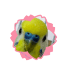 インコのうーちゃんスタンプ2（個別スタンプ：1）