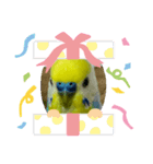 インコのうーちゃんスタンプ2（個別スタンプ：2）