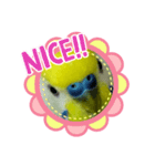 インコのうーちゃんスタンプ2（個別スタンプ：4）