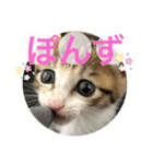 かわいいぽんず♡（個別スタンプ：1）