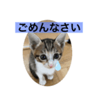 かわいいぽんず♡（個別スタンプ：3）