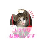 かわいいぽんず♡（個別スタンプ：4）
