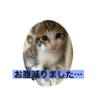 かわいいぽんず♡（個別スタンプ：5）