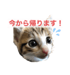 かわいいぽんず♡（個別スタンプ：6）