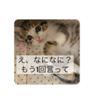 かわいいぽんず♡（個別スタンプ：7）