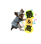 会話ワンちゃんスタンプ（個別スタンプ：6）