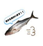 Nagoya.Fishing.Party.（個別スタンプ：16）