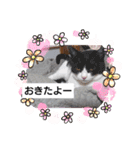 どうぶつさんたち！（個別スタンプ：2）