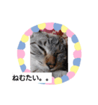 どうぶつさんたち！（個別スタンプ：3）