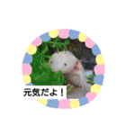 どうぶつさんたち！（個別スタンプ：11）
