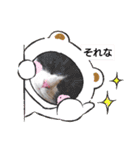 どうぶつさんたち！（個別スタンプ：13）