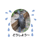 どうぶつさんたち！（個別スタンプ：18）