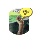 大和だよパート1（個別スタンプ：13）