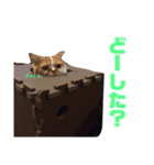 ポコチンズ②（個別スタンプ：1）