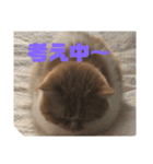 ポコチンズ②（個別スタンプ：4）