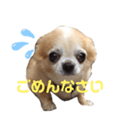 チョコ王子【改訂版】（個別スタンプ：5）