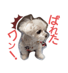 ワンの気持ち♪ 1（個別スタンプ：3）