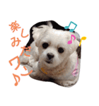ワンの気持ち♪ 1（個別スタンプ：7）