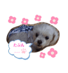 ワンの気持ち♪ 1（個別スタンプ：11）