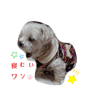 ワンの気持ち♪ 1（個別スタンプ：12）